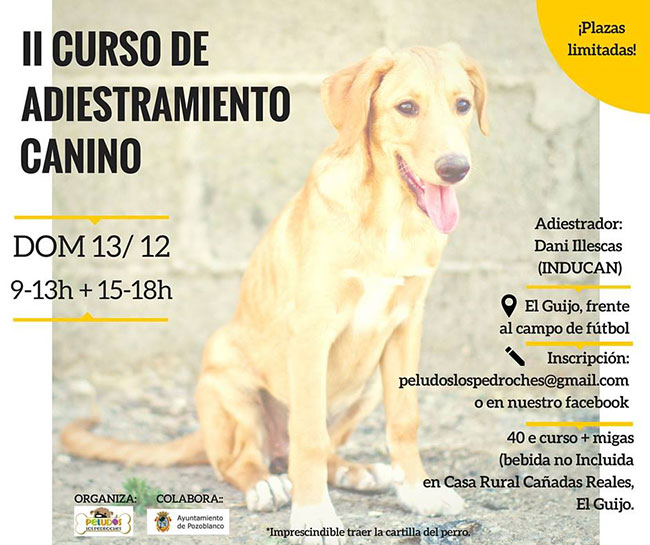 curso-de-adiestramiento-canino