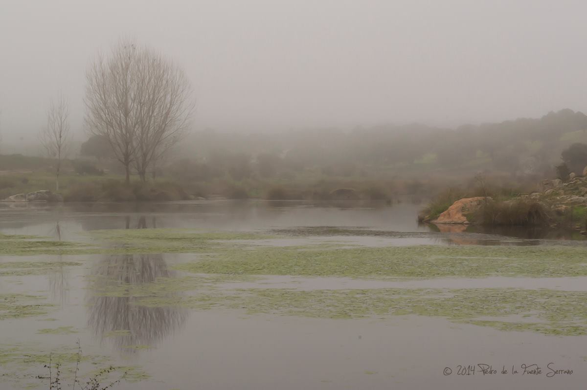 Niebla - Pedroche