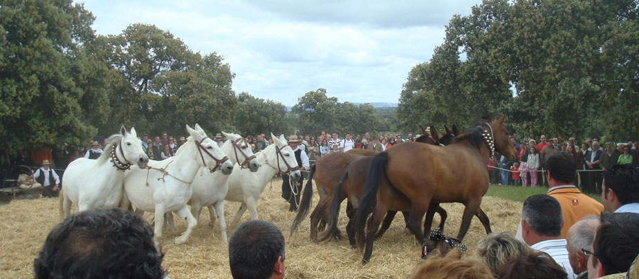 Nuestras Tradiciones, Pedroche