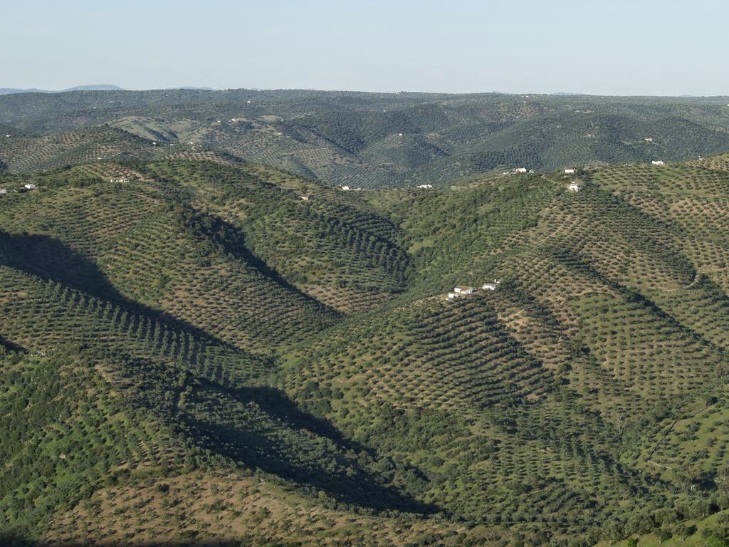 Olivar Los Pedroches