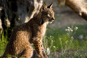 lince