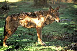 Lobo ibérico