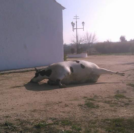 Abandonan una vaca muerta junto a la ermita de Santo Domingo de Hinojosa del Duque