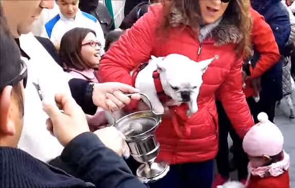 Bendición de animales en Villanueva de Córdoba por San Antón