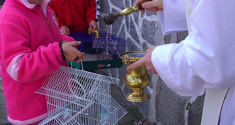 Festividad de San Antón en Los Pedroches