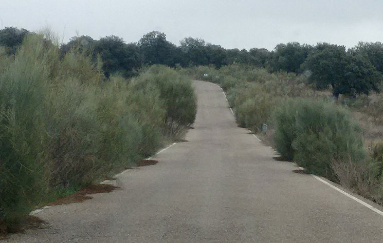 Retamas en la carretera