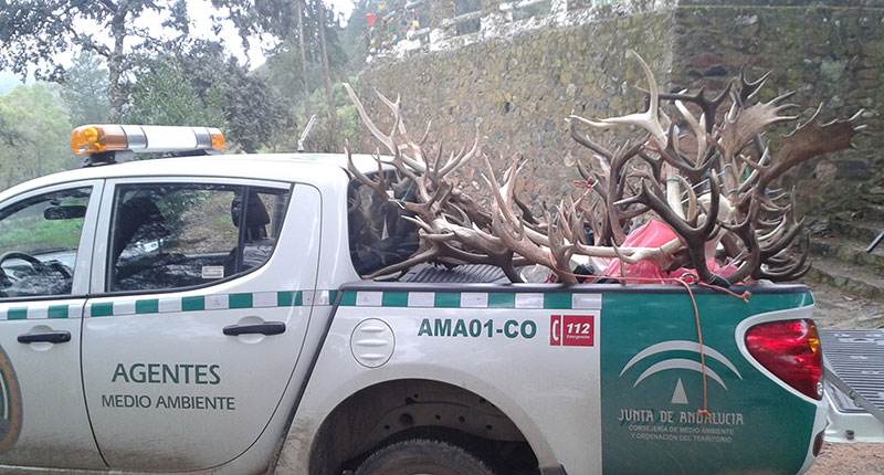 Agentes de Medio Ambiente decomisan en Pozoblanco 20 trofeos procedentes presuntamente de caza furtiva