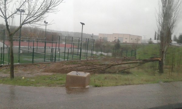 Árbol caído en la zona de La Tejera, en Pedroche.