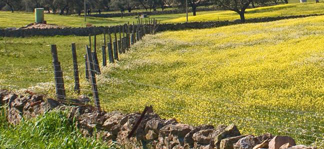 Una jornada técnica en Villanueva de Córdoba sobre nuevas oportunidades y retos para la dehesa