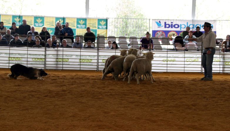 Feria Agroganadera