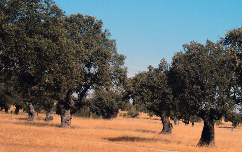 Dehesa 'Vida en el territorio y la sociedad'