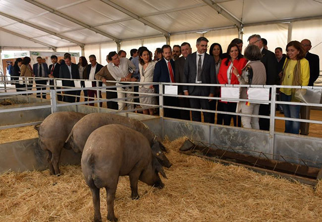 Feria Agroganadera de Los Pedroches