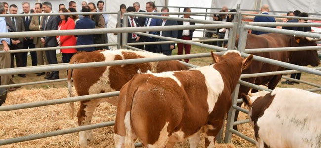 Feria Agroganadera de Pozoblanco