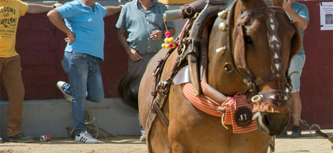 concurso de tiro y arrastre