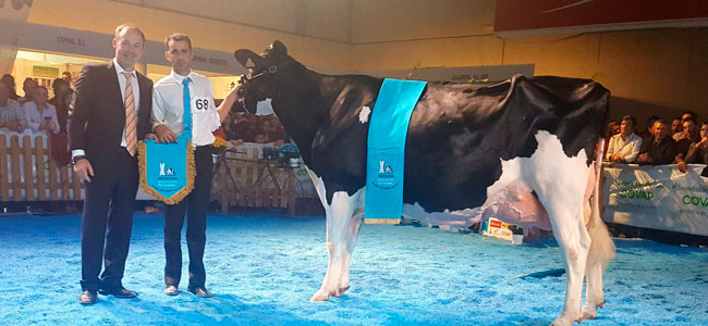 La Feria del Ganado Frisón supera el récord de visitas en su décima edición