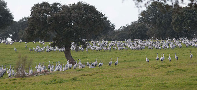 Grullas en Los Pedroches