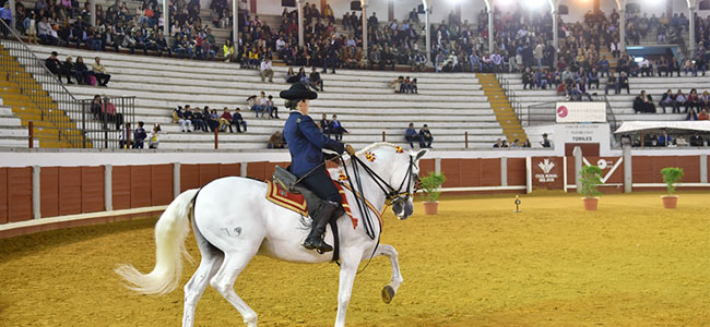 La grandeza del caballo andaluz en Pozoblanco