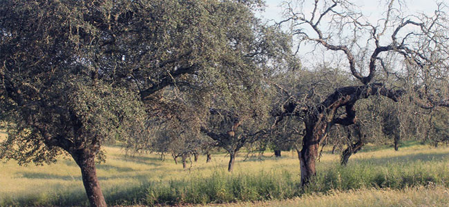 Seca de encinas