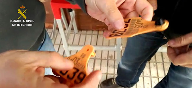 La Guardia Civil desmantela dos organizaciones dedicadas a comercializar ilegalmente ganado vacuno