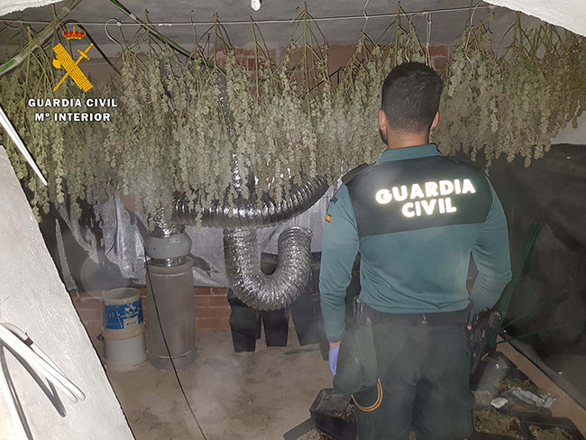 Desmantelada una plantación de marihuana en Villanueva de Córdoba y detenida una persona