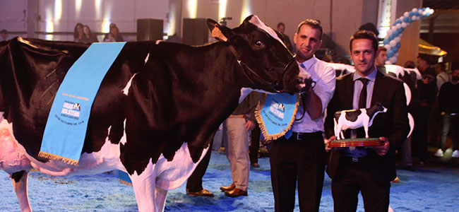 Este año, la Feria del Ganado Frisón de Dos Torres atrae a más público profesional