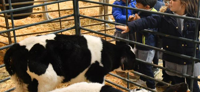 La Feria Agroganadera de Los Pedroches avanza con un alto nivel de ventas