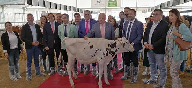 La XII Feria del Ganado Frisón reúne a 20 ganaderías y 75 animales