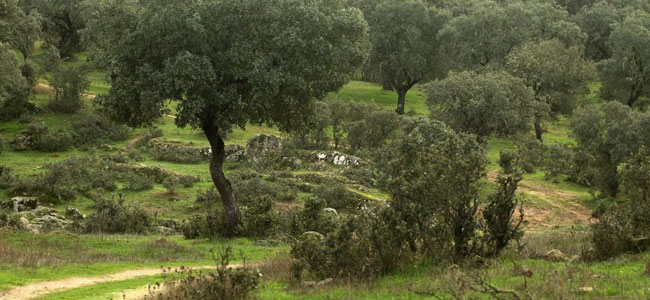 Aldea del Cerezo - Parque Natural Sierra de Cardeña y Montoro