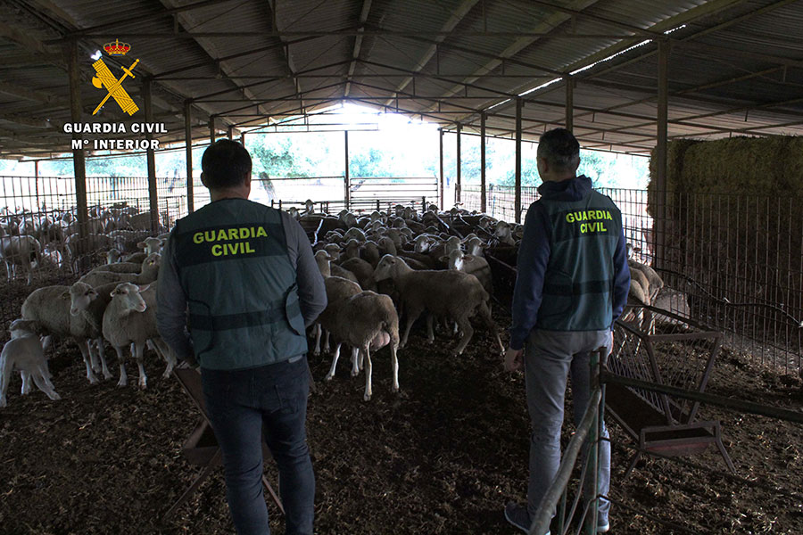 Detenidas cuatro personas en la zona norte de Córdoba por una supuesta estafa en la compra-venta de ganado
