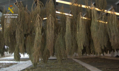 La Guardia Civil incauta 4600 plantas de cannabis en Pozoblanco de una plantación situada en Pedroche