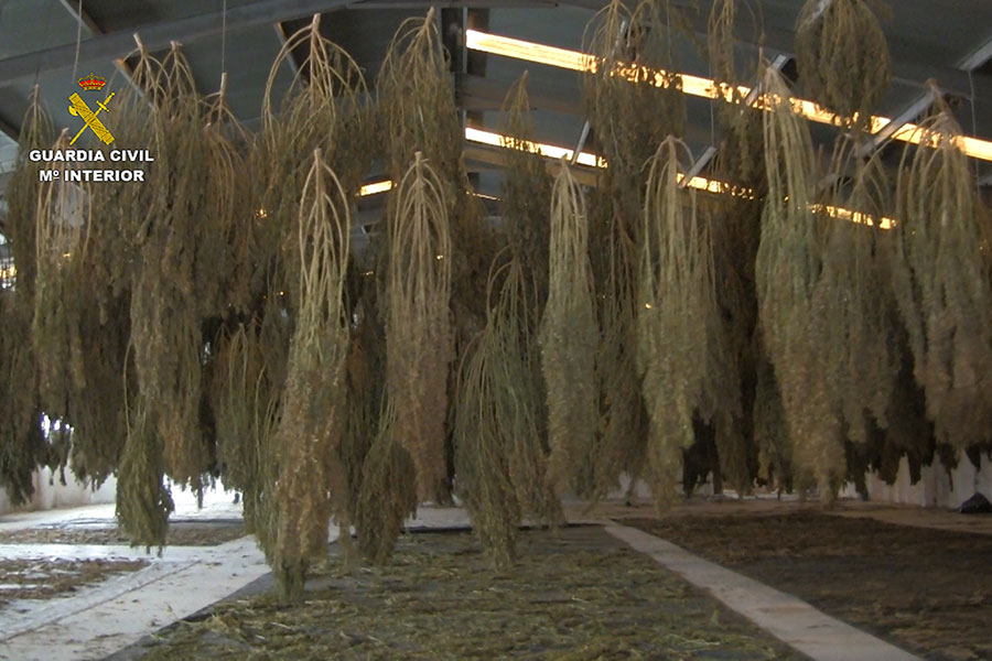 La Guardia Civil incauta 4600 plantas de cannabis en Pozoblanco de una plantación situada en Pedroche
