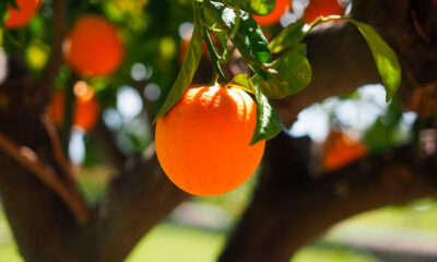 Naranjo, naranja