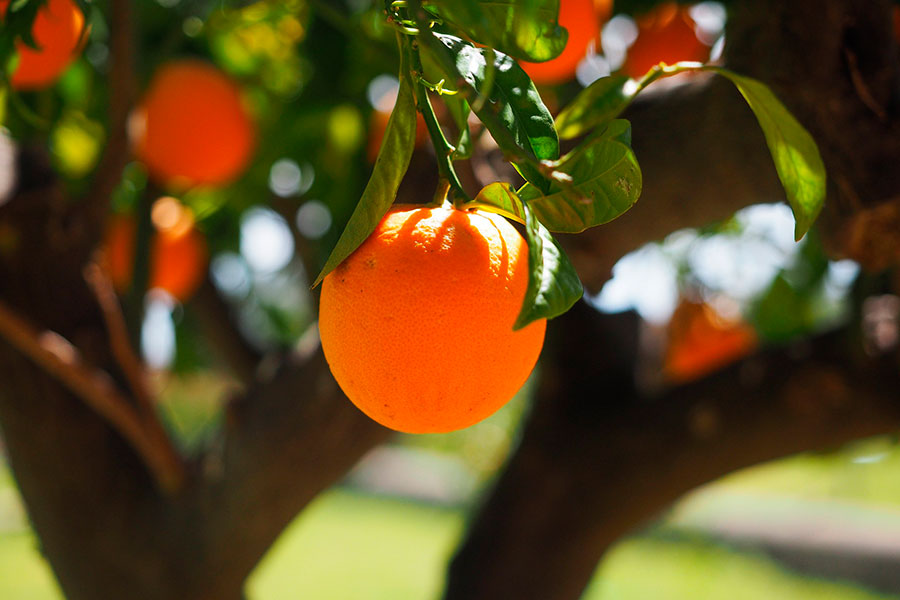 Naranjo, naranja