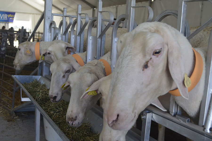 La quinta edición de AGROVAP acogerá un concurso de pastoreo y otro de tiro y arrastre