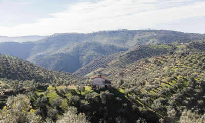 Olivar de Sierra