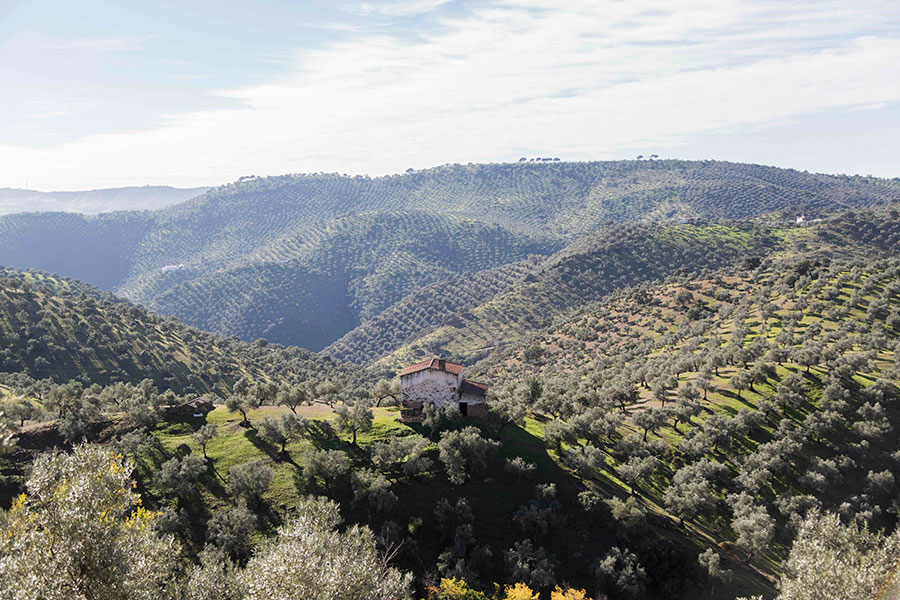 Olivar de Sierra