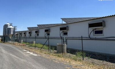 Instalación de producción de lechones ibéricos El Ladrillar en Alcaracejos