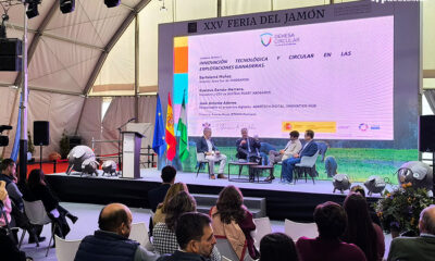 Trece empresas en el concurso al mejor jamón 100% ibérico de Los Pedroches