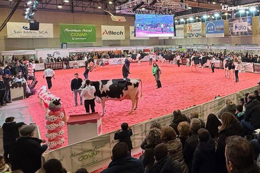 Feria de Ganado Frisón Usías Holstein