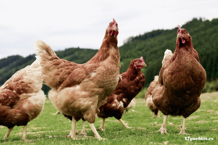 gallinas