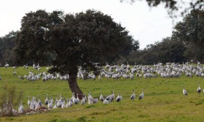 Grullas en Los Pedroches