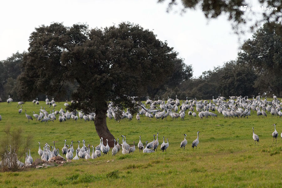 Grullas en Los Pedroches